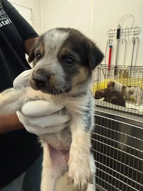 A baby small-sized male Australian Cattle Dog / Blue Heeler dog named Lucio for adoption in Tucson, AZ