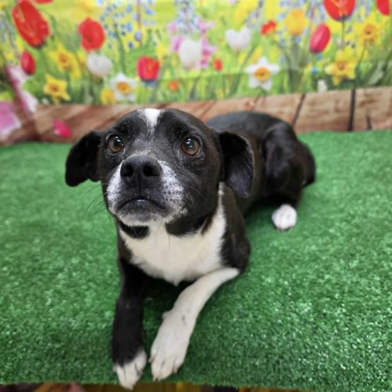 An adult medium-sized male Black Terrier dog named Bruce for adoption in Statesboro, GA