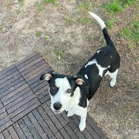 Nova Rose thumbnail 2