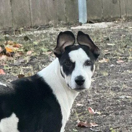 Nova Rose thumbnail 3