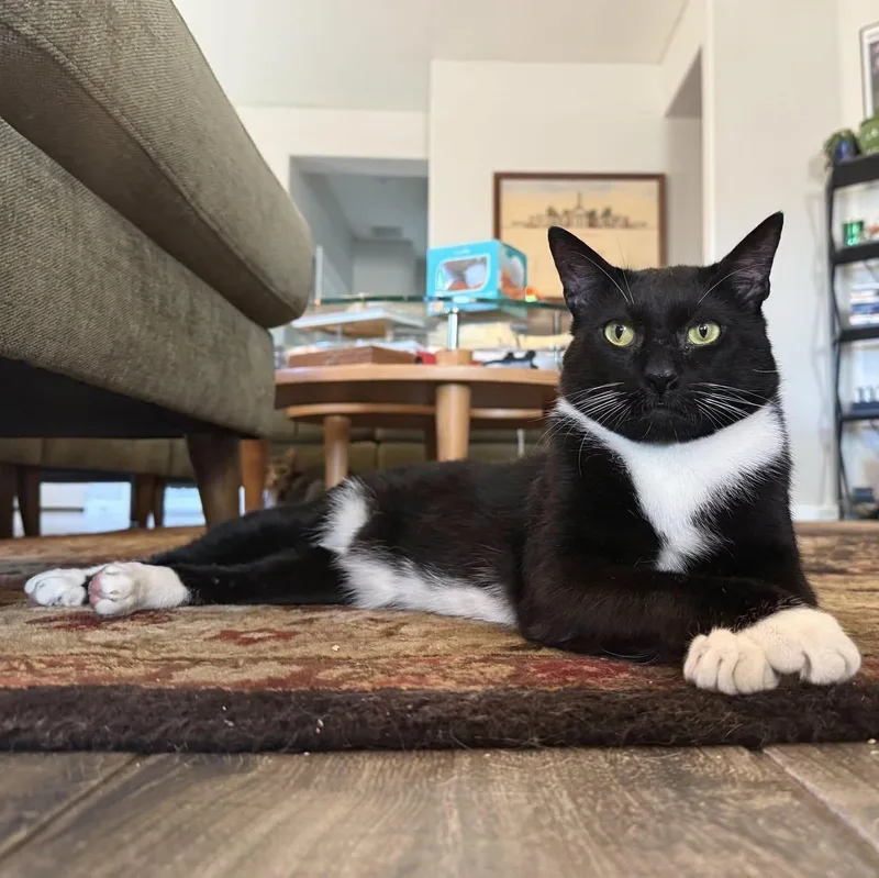 An adult medium-sized male Black & White / Tuxedo Domestic Short Hair cat named Rocky for adoption in Queen Creek, AZ