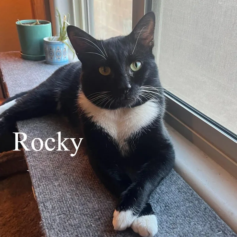 Rocky thumbnail 3