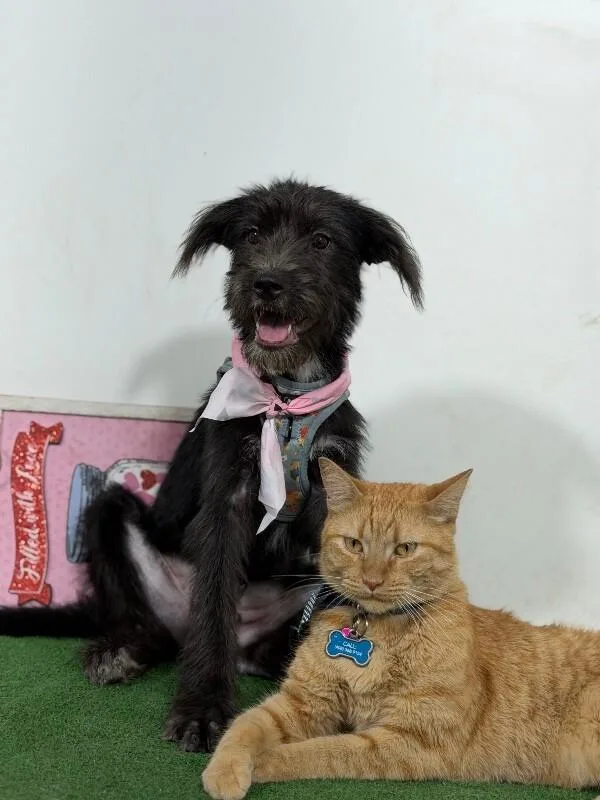 A baby medium-sized male Schnoodle dog named Batman for adoption in Carlsbad, CA