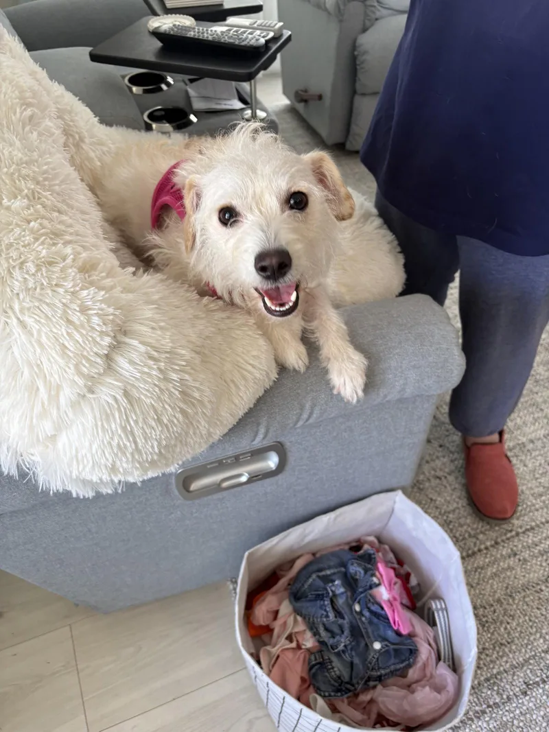 A young small-sized female Bichon Frise dog named Bellair FH for adoption in Sanford, FL