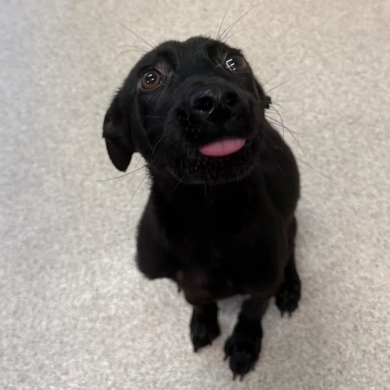 An adult small-sized male Black Pit Bull Terrier dog named October for adoption in Horn Lake, MS
