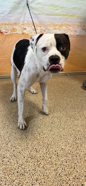 An adult large-sized male American Bulldog dog named Tucker for adoption in Miami, FL