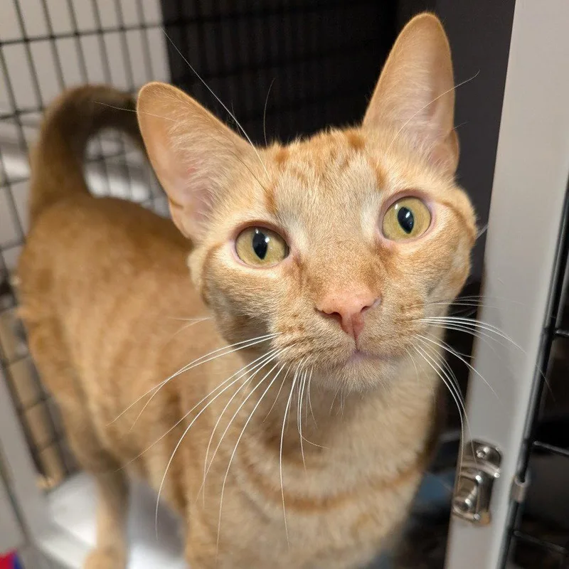 An adult medium-sized male Domestic Short Hair cat named Herbie for adoption in New Castle, DE