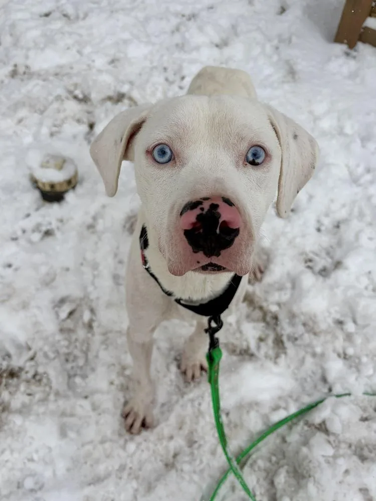 Wyatt The White Knight thumbnail 2