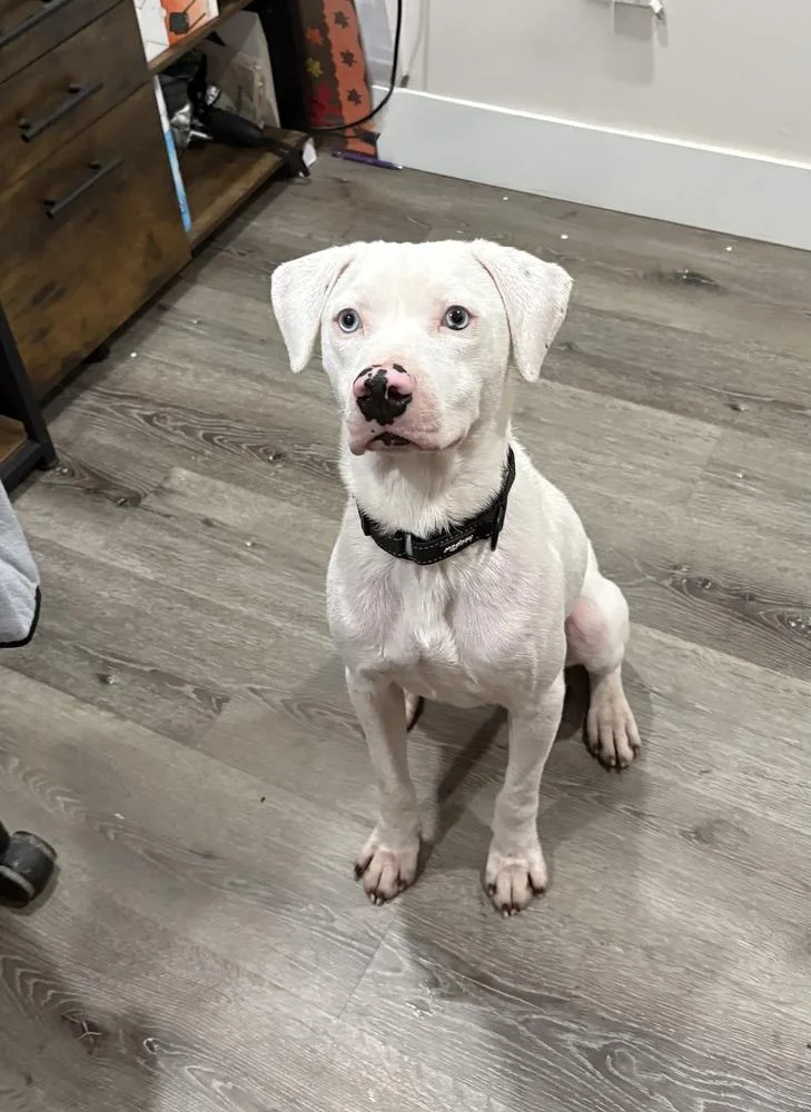 Wyatt The White Knight thumbnail 3