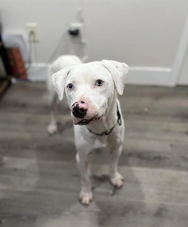 Wyatt The White Knight thumbnail 4