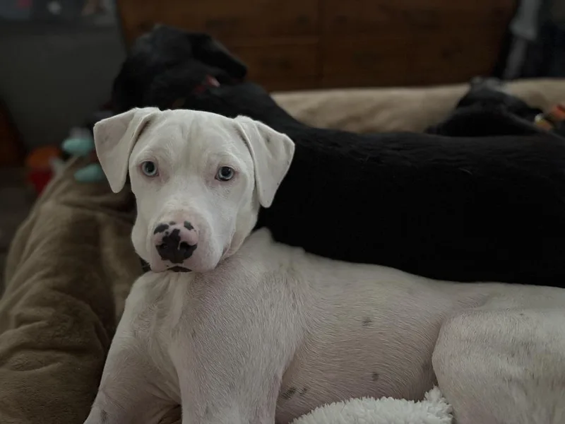 Wyatt The White Knight thumbnail 5