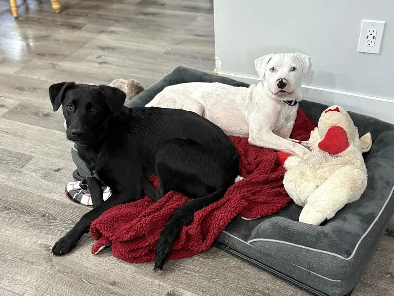 Wyatt The White Knight thumbnail 6