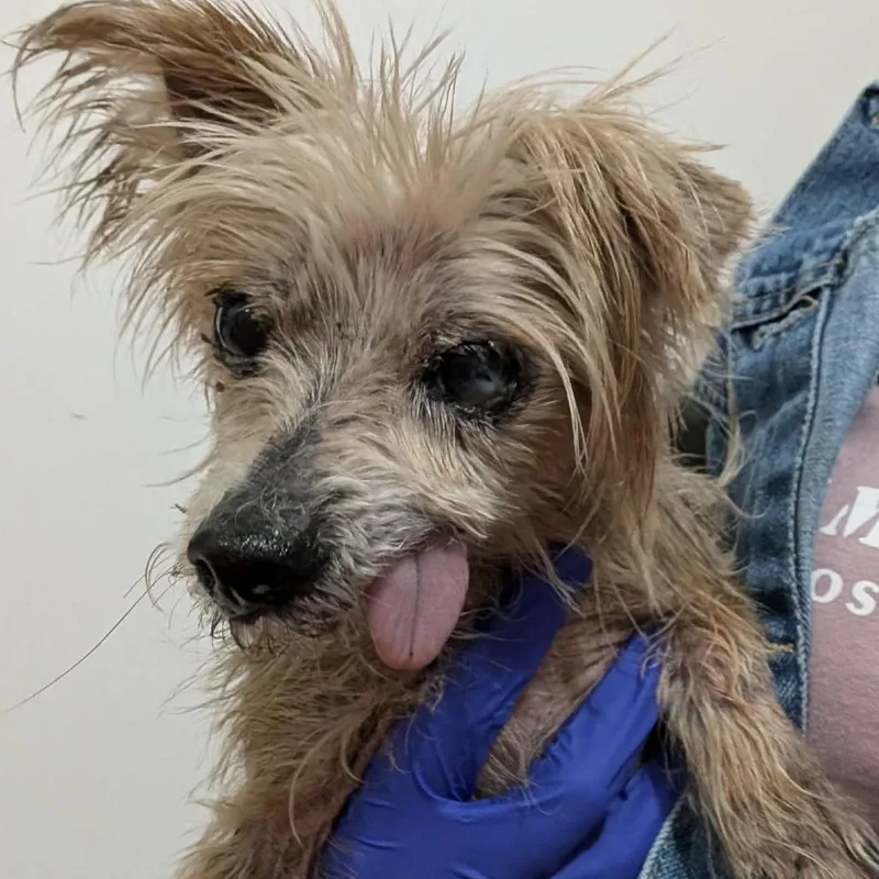 A senior small-sized male Gray / Blue / Silver Yorkshire Terrier dog named Henry Greenberg for adoption in Houston, TX