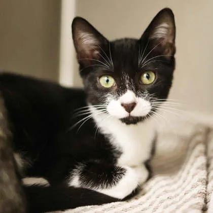 A baby small-sized female Black Domestic Short Hair cat named Abby for adoption in Atlanta, GA
