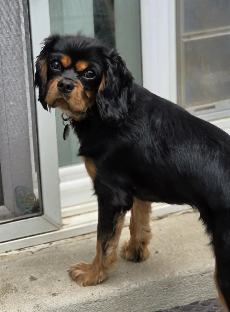 A young small-sized male Cavalier King Charles Spaniel dog named Fonzie for adoption in Havertown, PA