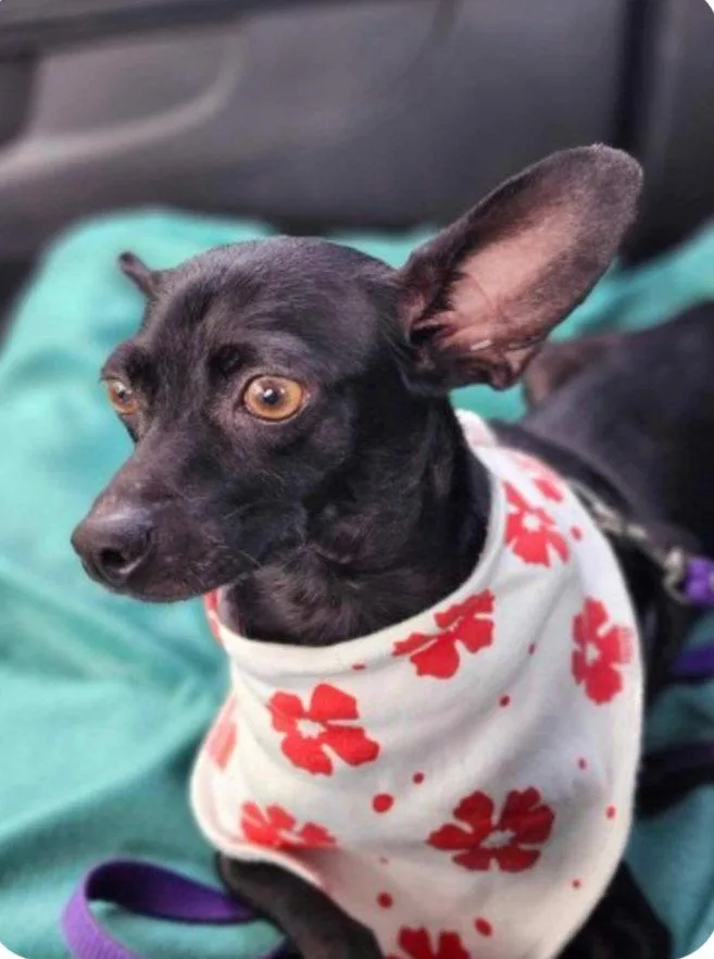 An adult small-sized female Chihuahua dog named Zasha for adoption in Morganville, NJ