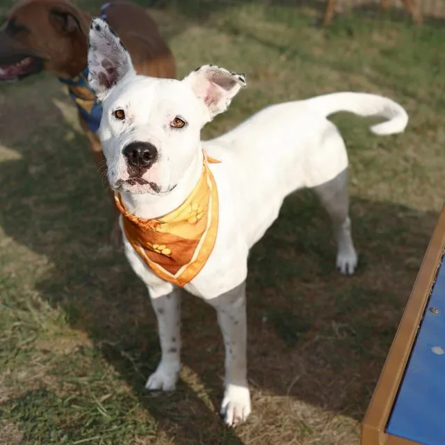 A young medium-sized female American Staffordshire Terrier dog named Puma Thurman for adoption in San Antonio, TX