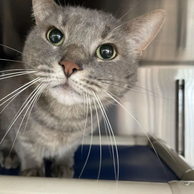 Mr. Pickles thumbnail 3