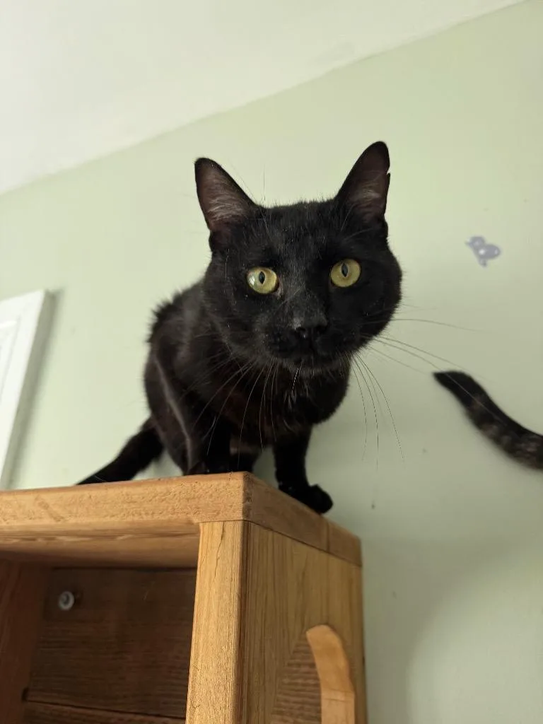 A young medium-sized male Domestic Short Hair cat named Malachi for adoption in Cumming, GA