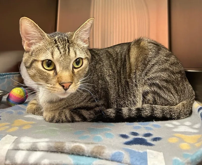 A young medium-sized male Domestic Short Hair cat named Cory for adoption in Logan, UT