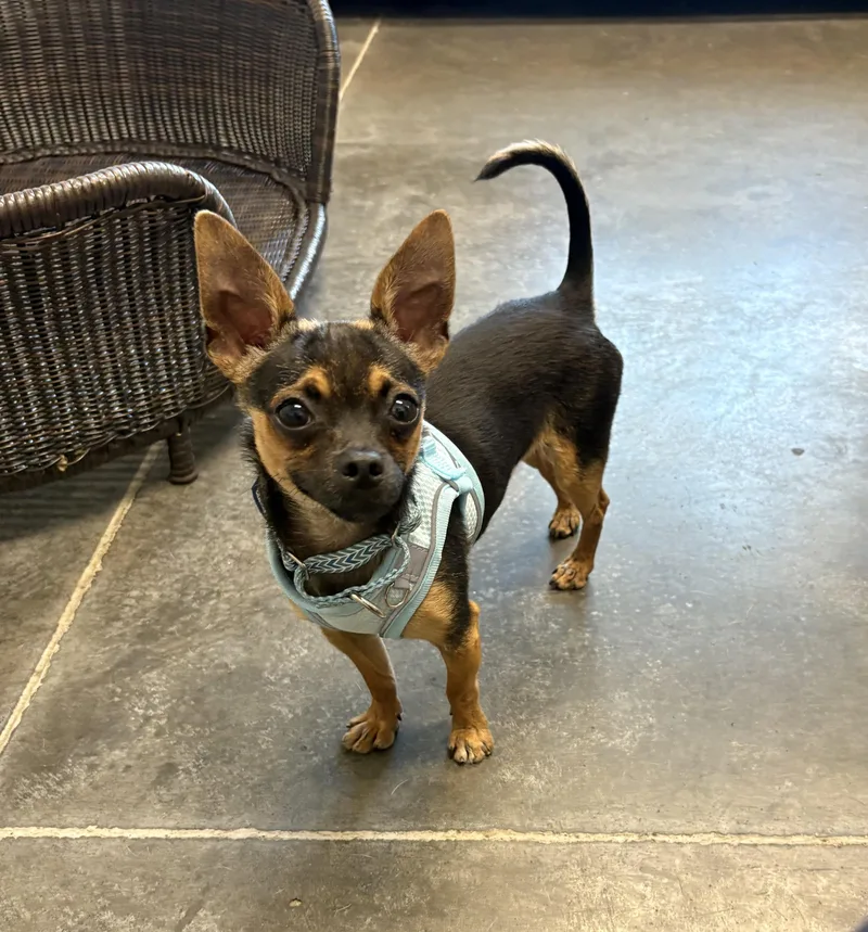 An adult small-sized male Chihuahua dog named Sam for adoption in Hillsdale, NY