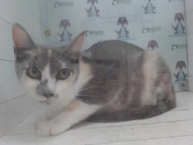 A young small-sized female Domestic Short Hair cat named Summer for adoption in Orlando, FL