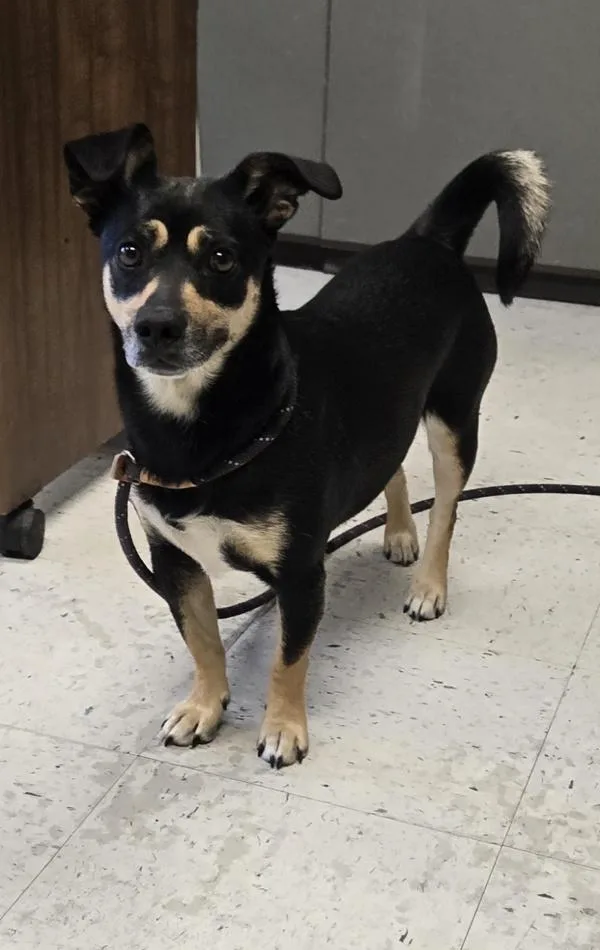 An adult medium-sized female Chihuahua dog named Susie for adoption in Salt Lake City, UT