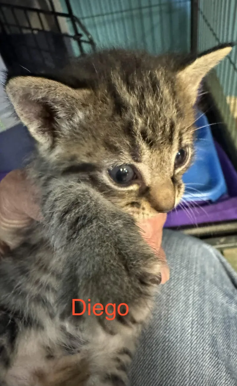 Diego