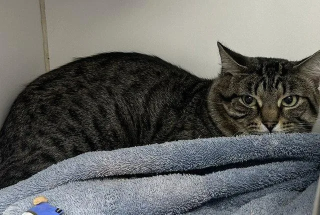 A young medium-sized male Domestic Short Hair cat named Rupert  Years Old for adoption in Sterling, MA