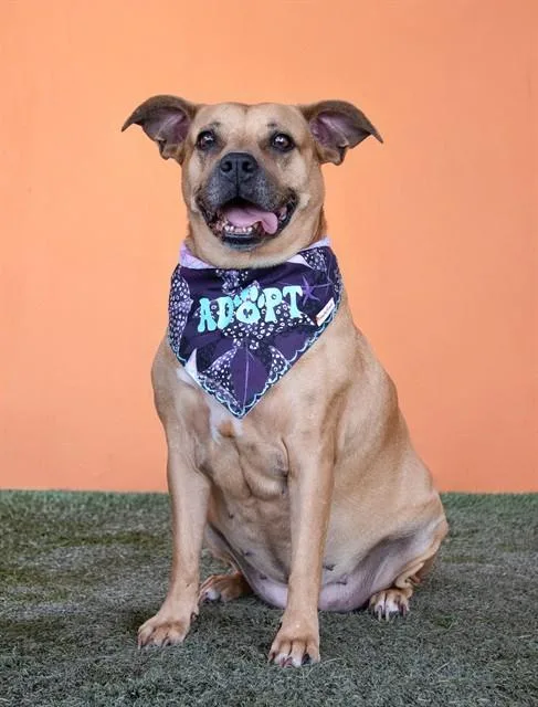 An adult medium-sized female Boxer dog named Nana for adoption in Miami, FL