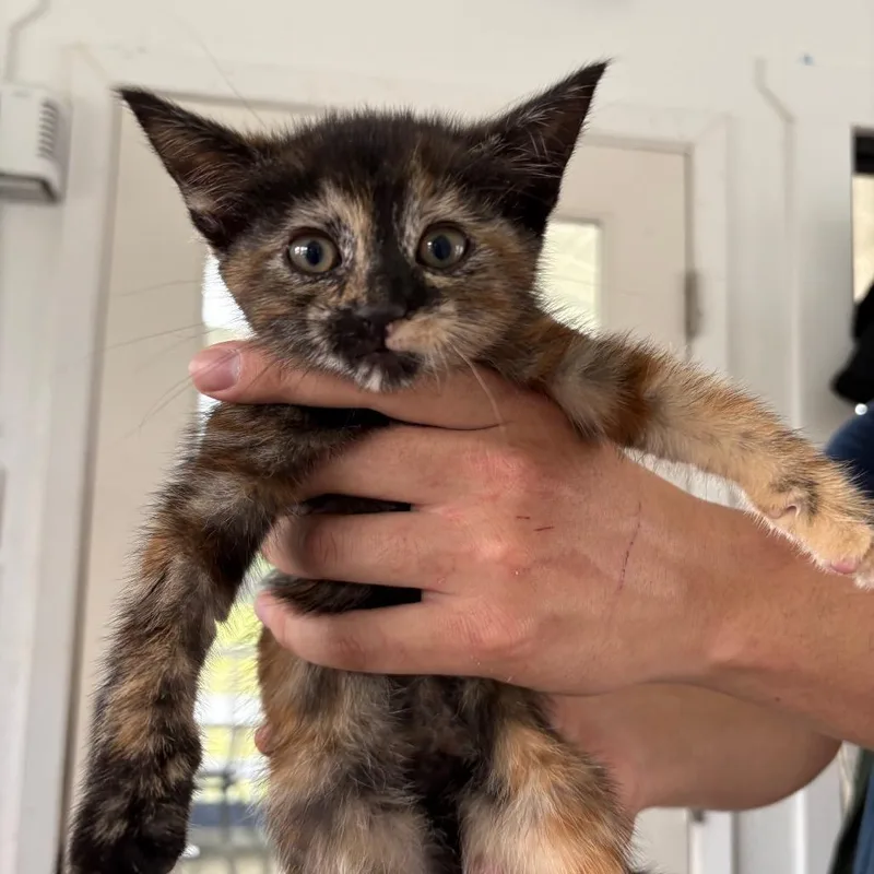 A baby small-sized female Black Domestic Short Hair cat named Dunker for adoption in Chapel Hill, NC