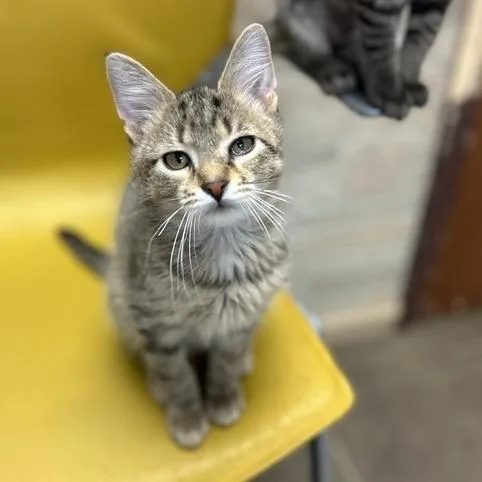 A baby small-sized male Brown / Chocolate Domestic Short Hair cat named Renata for adoption in Davenport, IA
