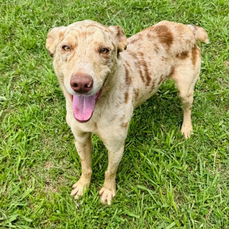 An adult medium-sized male Yellow / Tan / Blond / Fawn Australian Shepherd dog named Titus for adoption in Brownsboro, AL