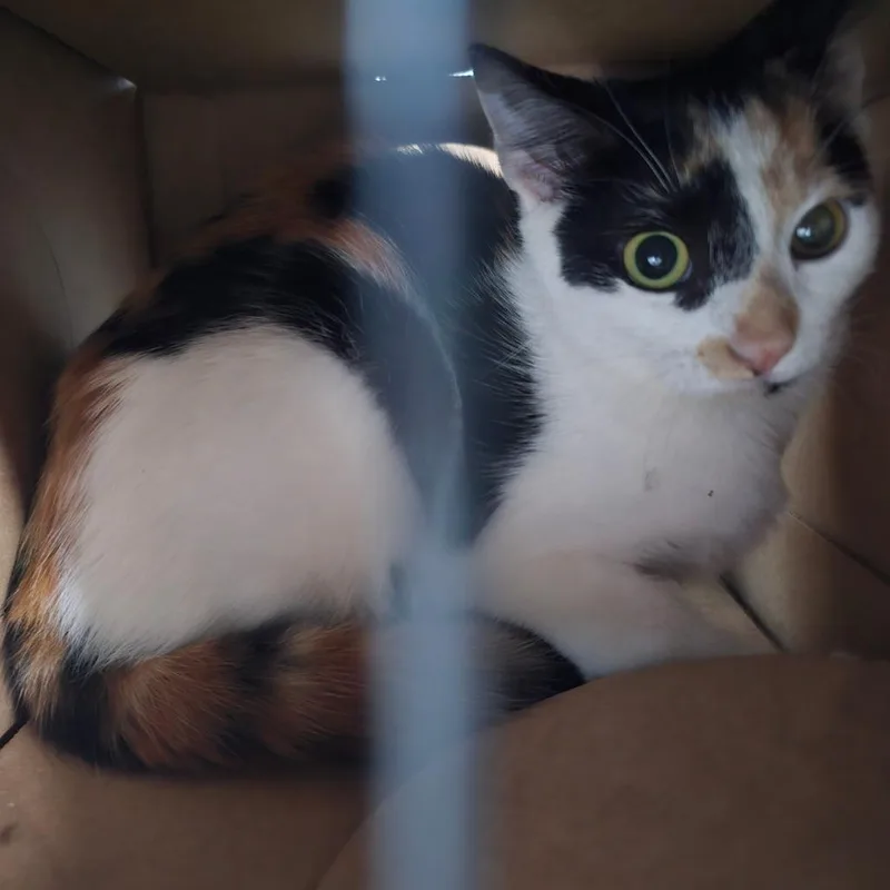 A young small-sized female Domestic Short Hair cat named Ivy for adoption in Corydon, IN