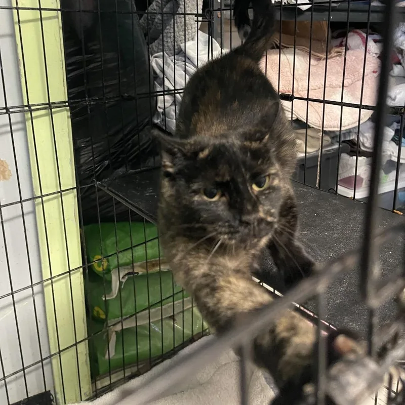 An adult small-sized female Calico Domestic Short Hair cat named Mazie for adoption in Eufaula, AL