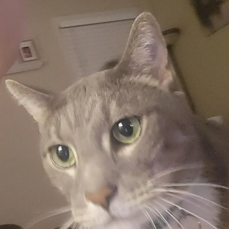 A senior extra large-sized male Gray / Blue / Silver Domestic Short Hair cat named Jonah for adoption in Philadelphia, PA