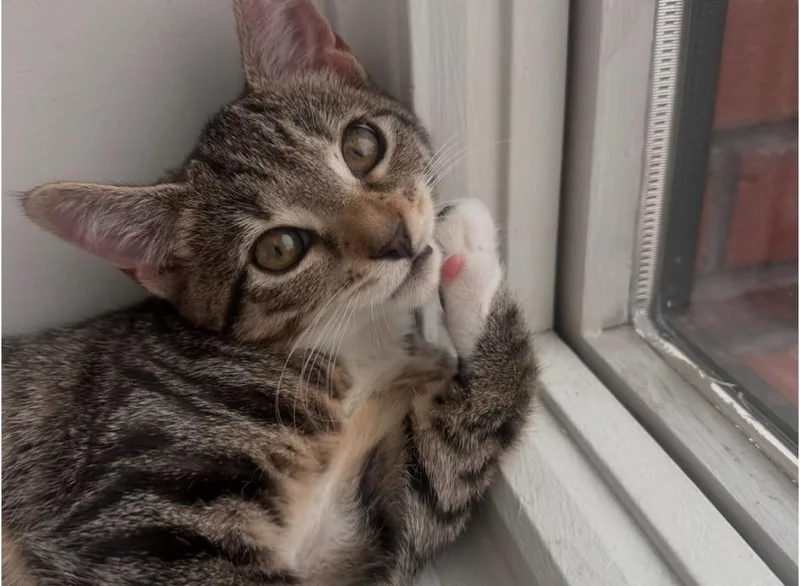 A baby medium-sized female Domestic Short Hair cat named Grumpy for adoption in Brooklyn, NY