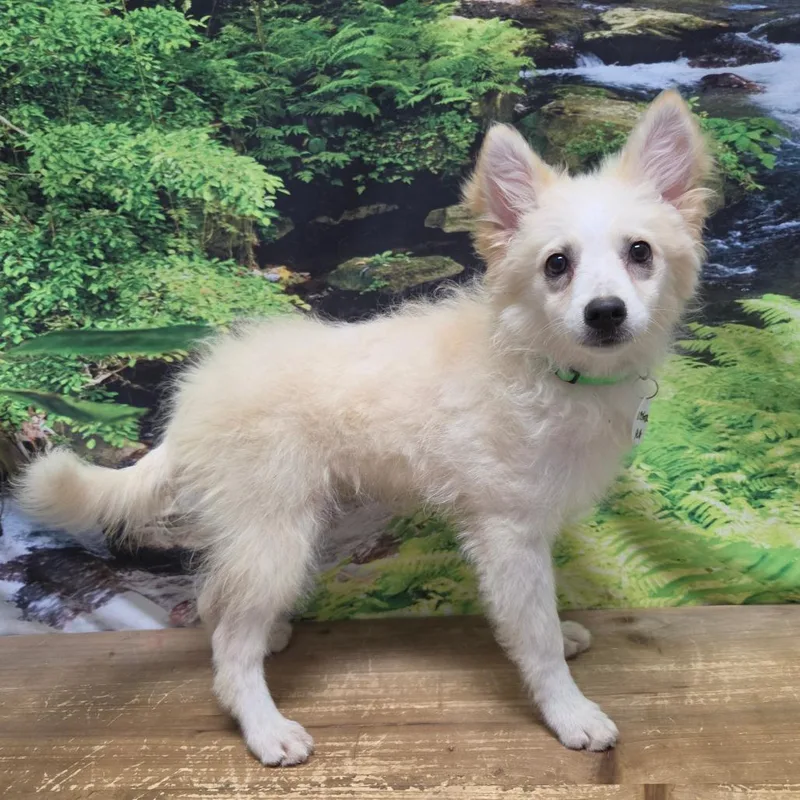 A baby small-sized female White / Cream American Eskimo Dog dog named Abigail for adoption in Normal, IL
