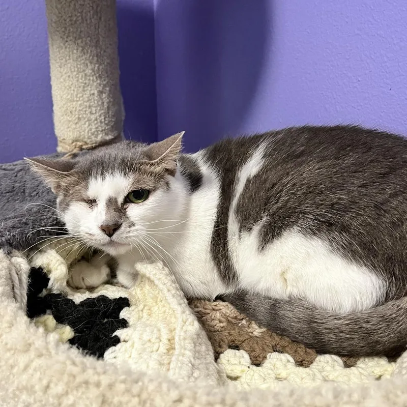 A senior medium-sized female Gray / Blue / Silver Domestic Short Hair cat named Iris for adoption in Titusville, FL