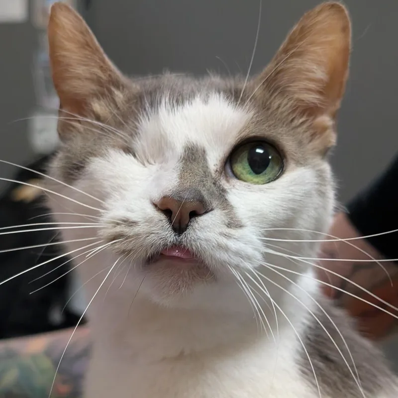 Iris thumbnail 5