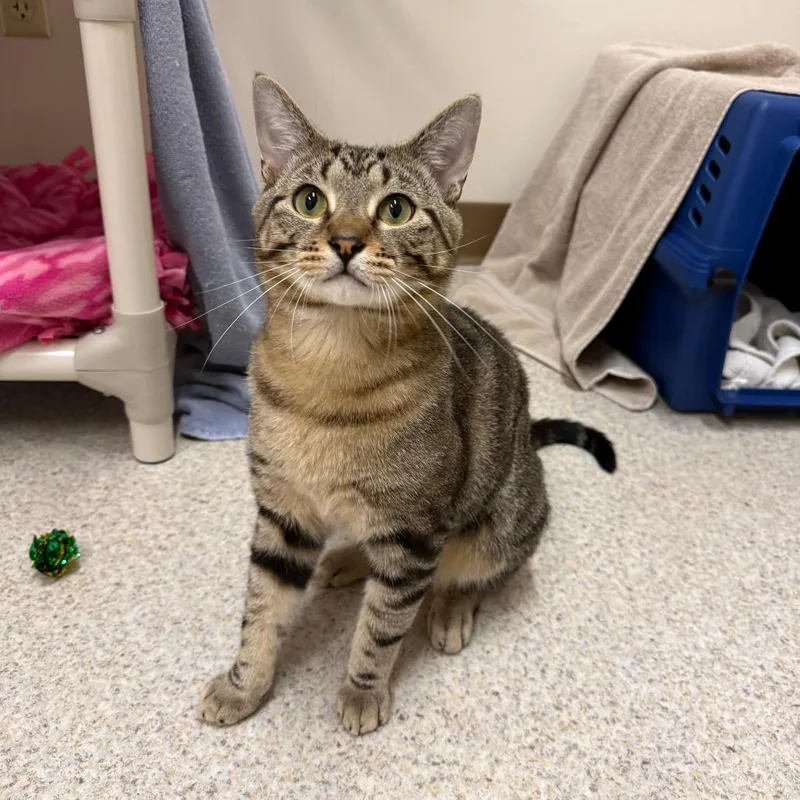 A young large-sized male Brown / Chocolate Domestic Short Hair cat named Butter for adoption in Springfield, MA