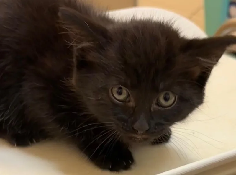 A baby small-sized female Domestic Short Hair cat named Demi for adoption in Elizabethton, TN