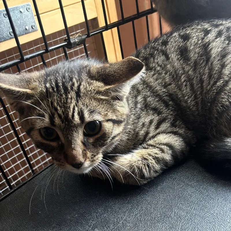 A young medium-sized male Tabby (Brown / Chocolate) Domestic Short Hair cat named Ghost Pepper for adoption in Hudson, NY