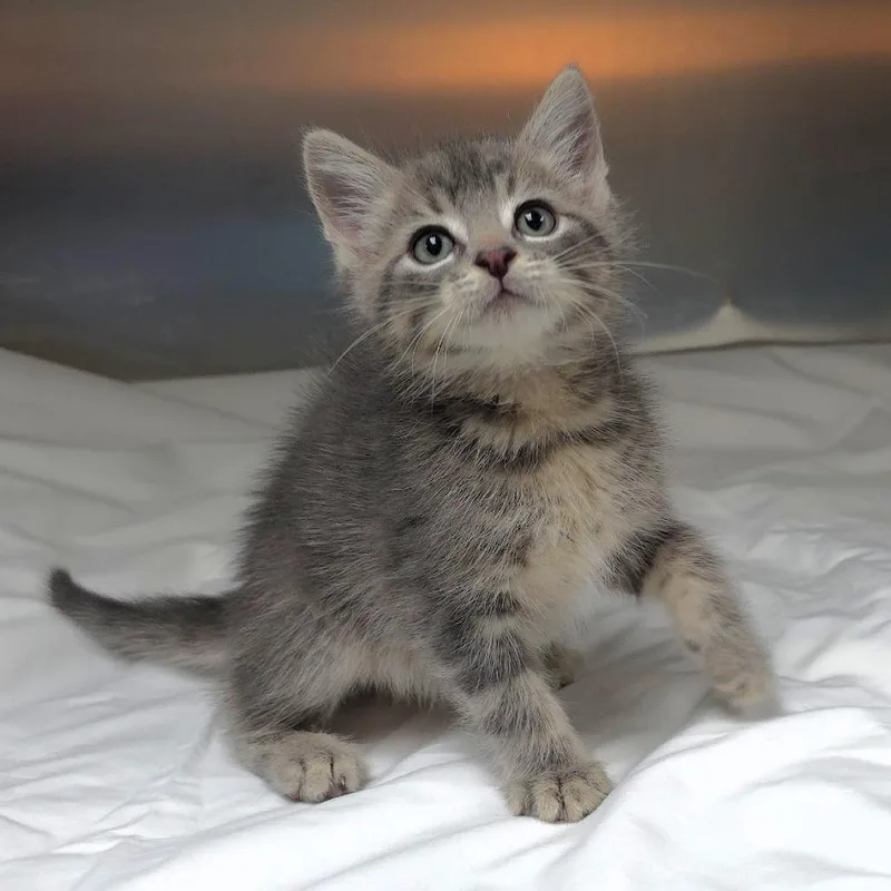 A baby small-sized male Gray / Blue / Silver Domestic Medium Hair cat named Jack for adoption in Michigan City, IN