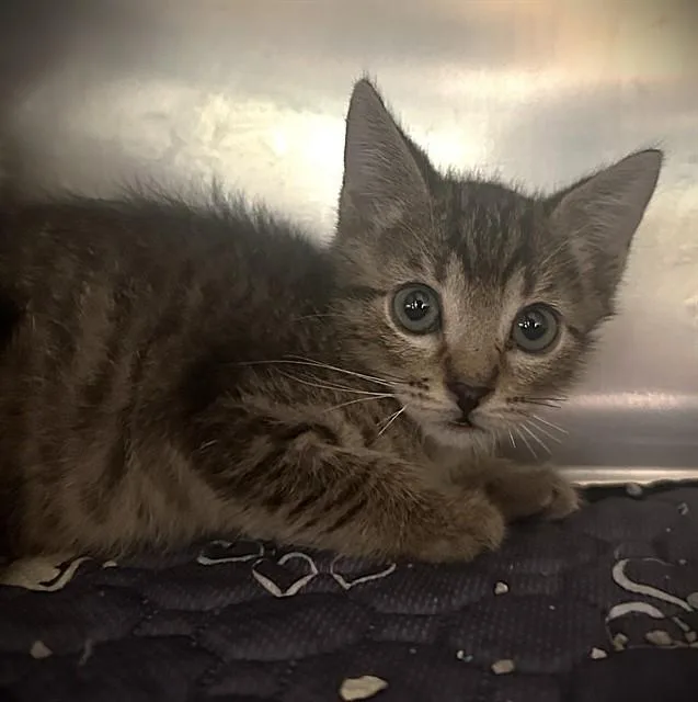 A baby small-sized male Domestic Short Hair cat named Marshall for adoption in Riverside, CA
