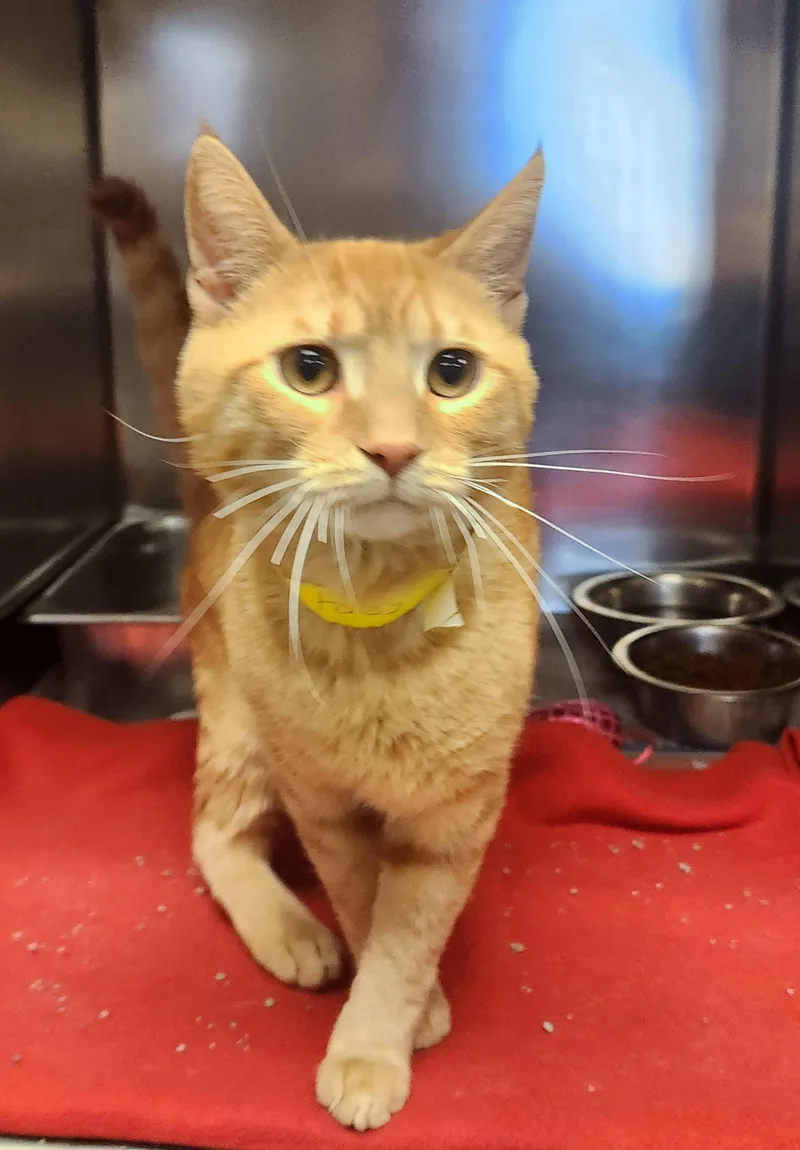 A young medium-sized male Tabby (Orange / Red) Domestic Short Hair cat named Arcturus for adoption in Clayton, NJ