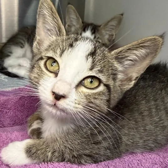 A baby small-sized female Domestic Short Hair cat named Xaru for adoption in Los Angeles, CA