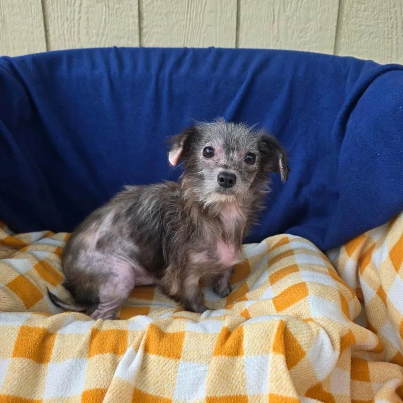 A young small-sized male Mixed Breed dog named Boingo for adoption in Jackson, MO