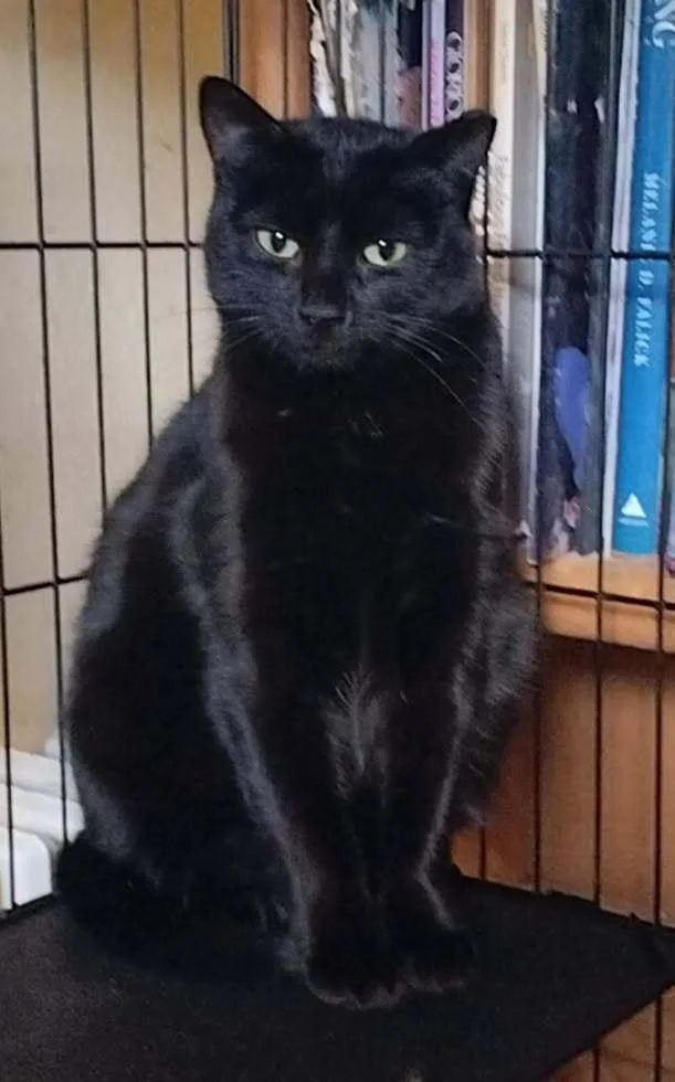 An adult medium-sized female Black Domestic Short Hair cat named Lauren for adoption in Boone, CO