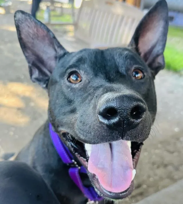 Robert Battinson thumbnail 3